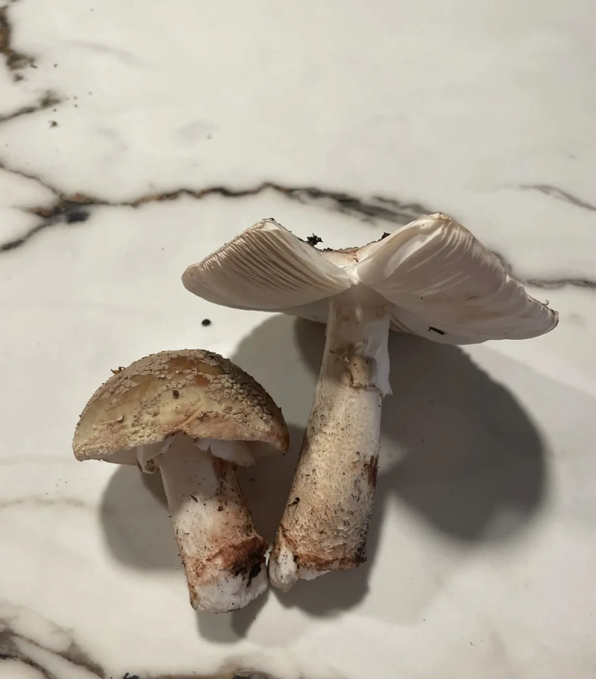 Two mushrooms sit on a white marble surface with grey veining; one is small and closed, the other is larger with its cap…