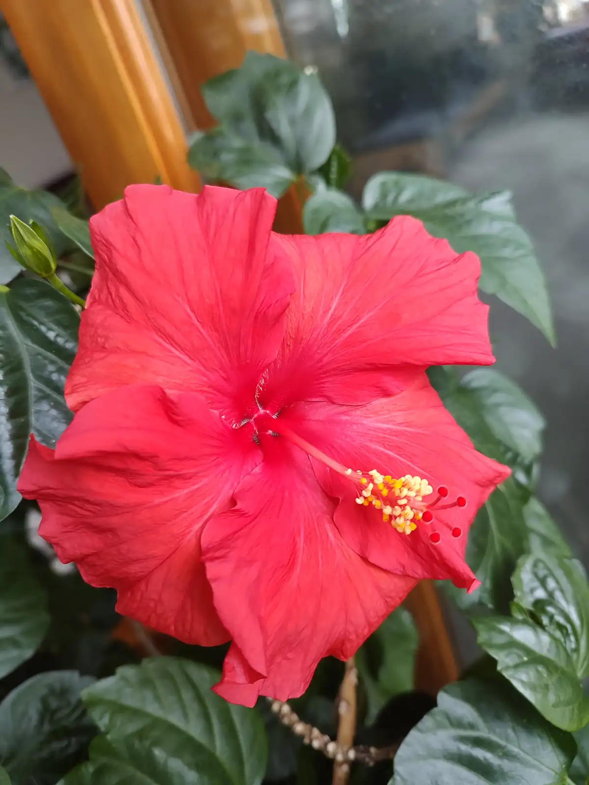A vibrant red hibiscus flower with prominent yellow stamens and deep green leaves is shown in close-up, with the overlaid…