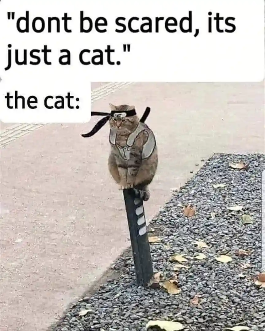 A tabby cat sits atop a black post outdoors, digitally edited to wear a ninja headband and a white vest with grey markings…