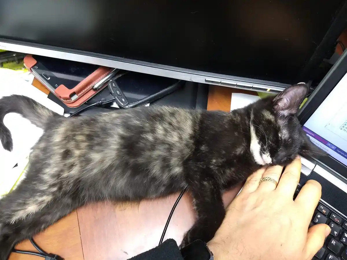 A black and grey tortoiseshell cat is sleeping soundly on a person's hand, which is resting on a laptop keyboard. The cat's…