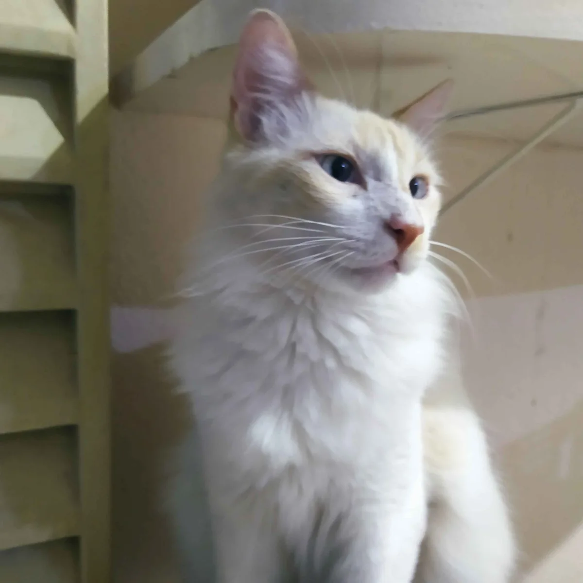 A fluffy white cat with light orange markings sits inside a cardboard box, looking upward with a slightly confused or…