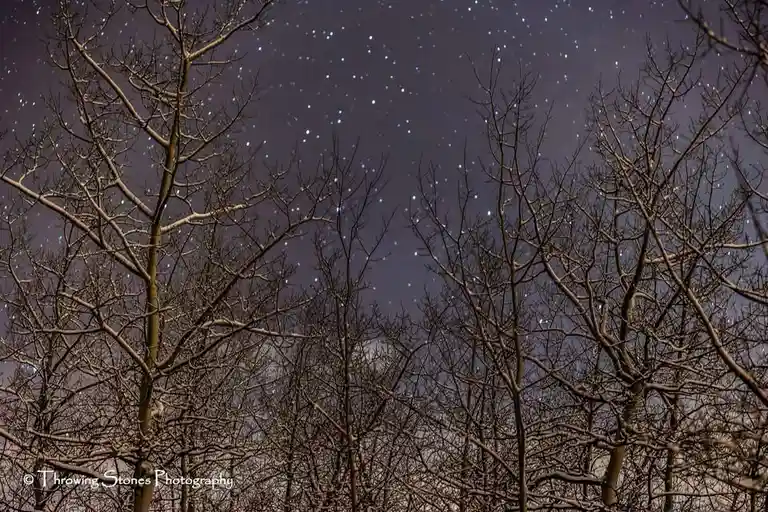 A night sky filled with stars is framed by the bare, intricate branches of snow-dusted trees. The image has a watermark in…