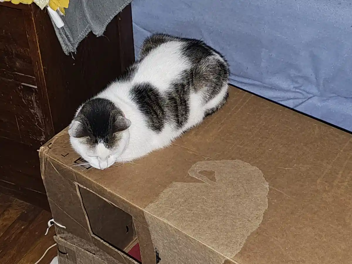 A black and white cat is curled up and sleeping on top of a brown cardboard box, with its head resting on the edge. The box…