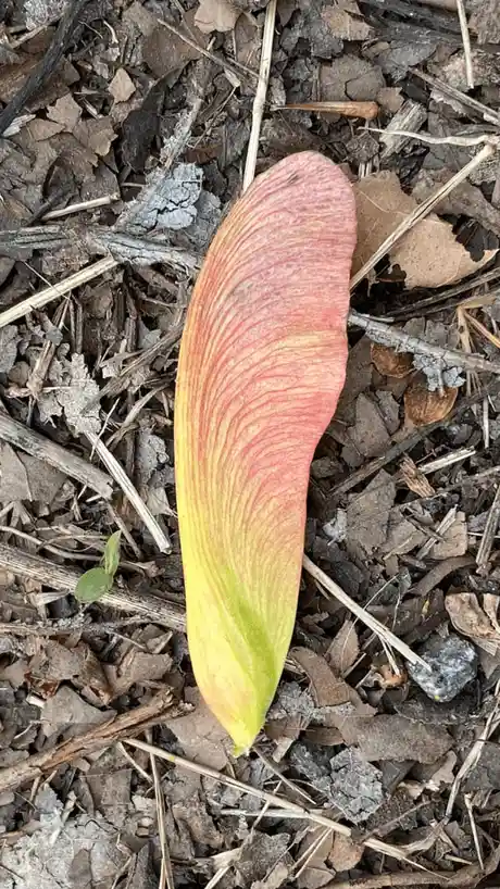 A single, colorful winged seed with a gradient from green to yellow to pink-red lies on a bed of brown mulch, twigs, and…