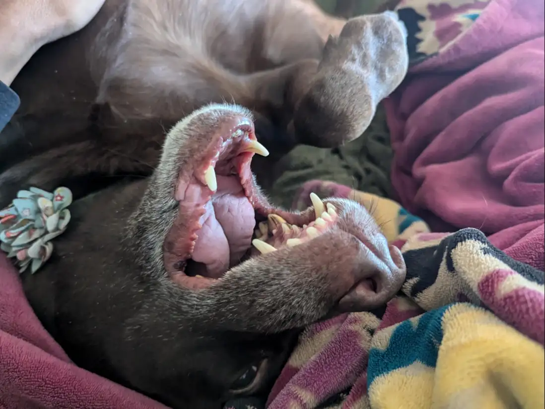 A close-up photo of a dark brown dog lying on its back on colorful blankets, yawning widely with its mouth open, revealing…