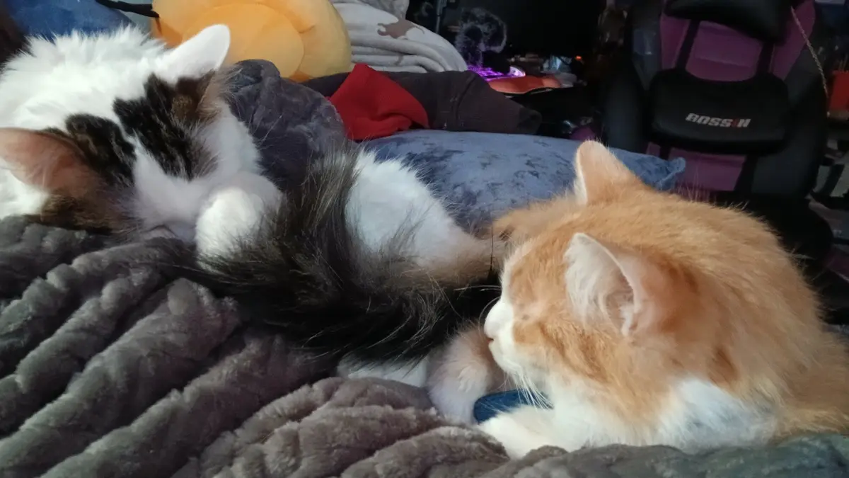 Two fluffy cats are resting on a gray blanket; one is white with black patches, the other is orange and white. The orange…