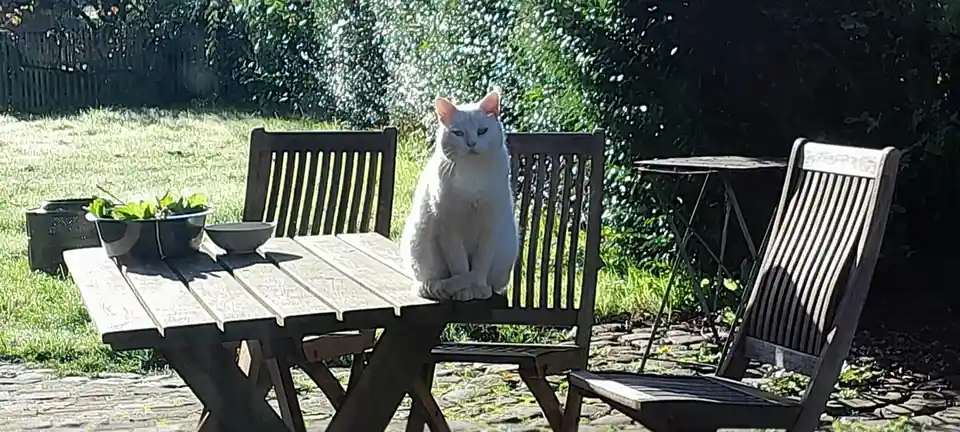 A white cat sits regally on a wooden outdoor table, surrounded by chairs and a bowl of greens, looking unimpressed. The…