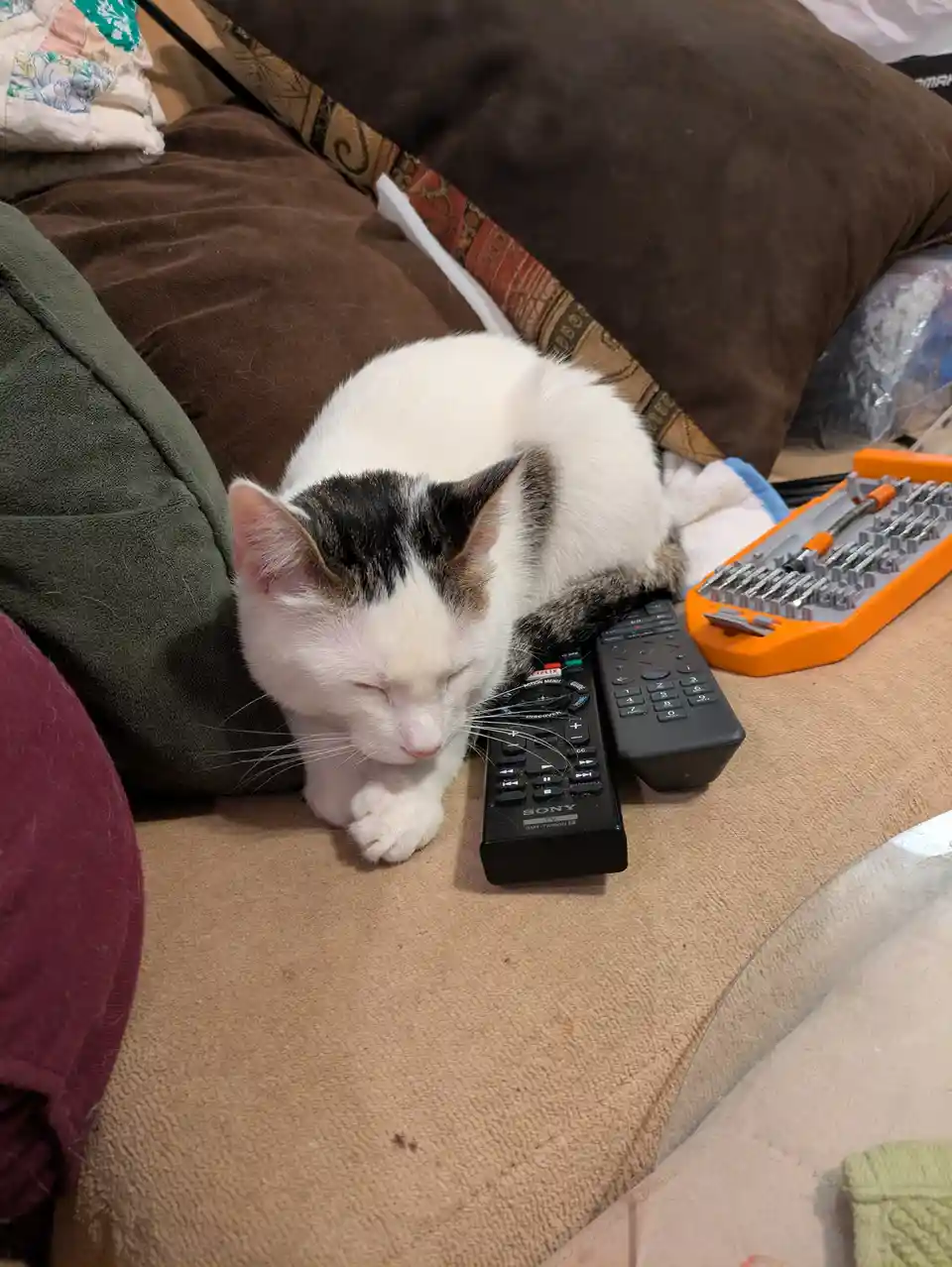 A white and black cat is curled up asleep on a couch next to two remote controls and an orange screwdriver set. The cat's…