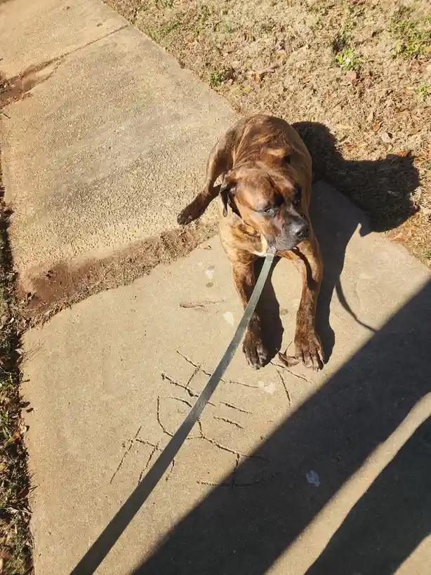 A large brindle dog with a black muzzle and short fur is lying down on a concrete sidewalk next to dry grass. The dog is…