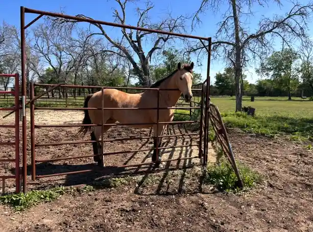 A tan horse with a dark mane and tail stands calmly behind a rusted metal gate in a dirt paddock under a clear blue sky…
