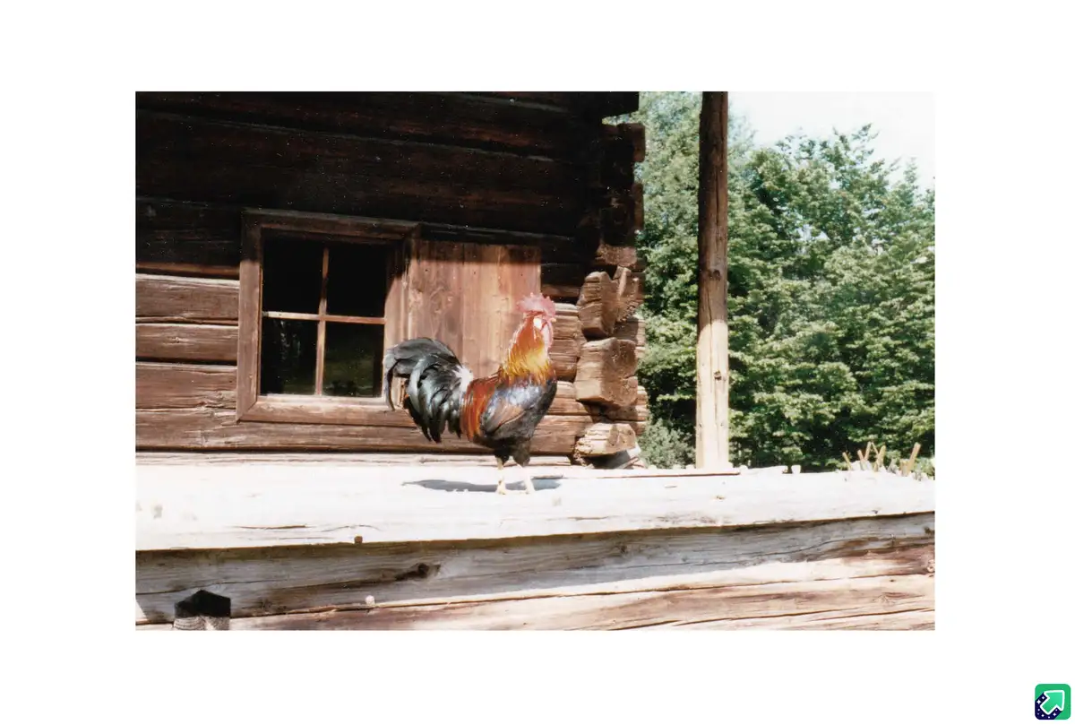A rooster with colorful feathers stands on the wooden porch of a rustic log cabin, looking alert. The overlaid text reads…