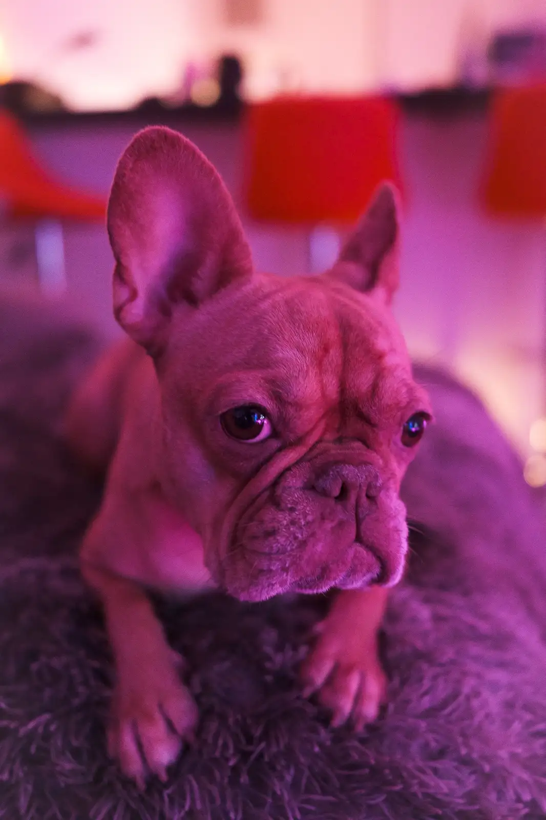 A close-up photo of a French bulldog with large ears and a wrinkled face, looking directly at the camera with a serious…