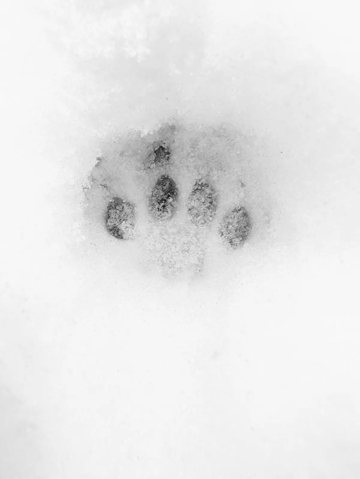 A close-up of a dark animal paw print with four distinct toe pads pressed into fresh white snow. The print is centered in…