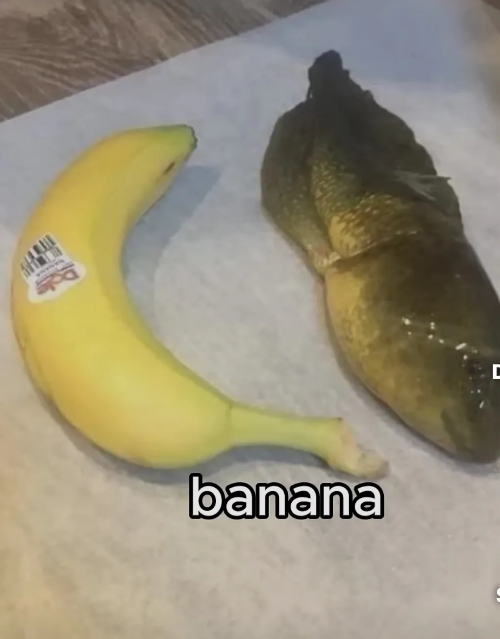 A ripe yellow banana with a sticker lies next to a dark, slimy, and decomposing fish on a white paper towel. The word…