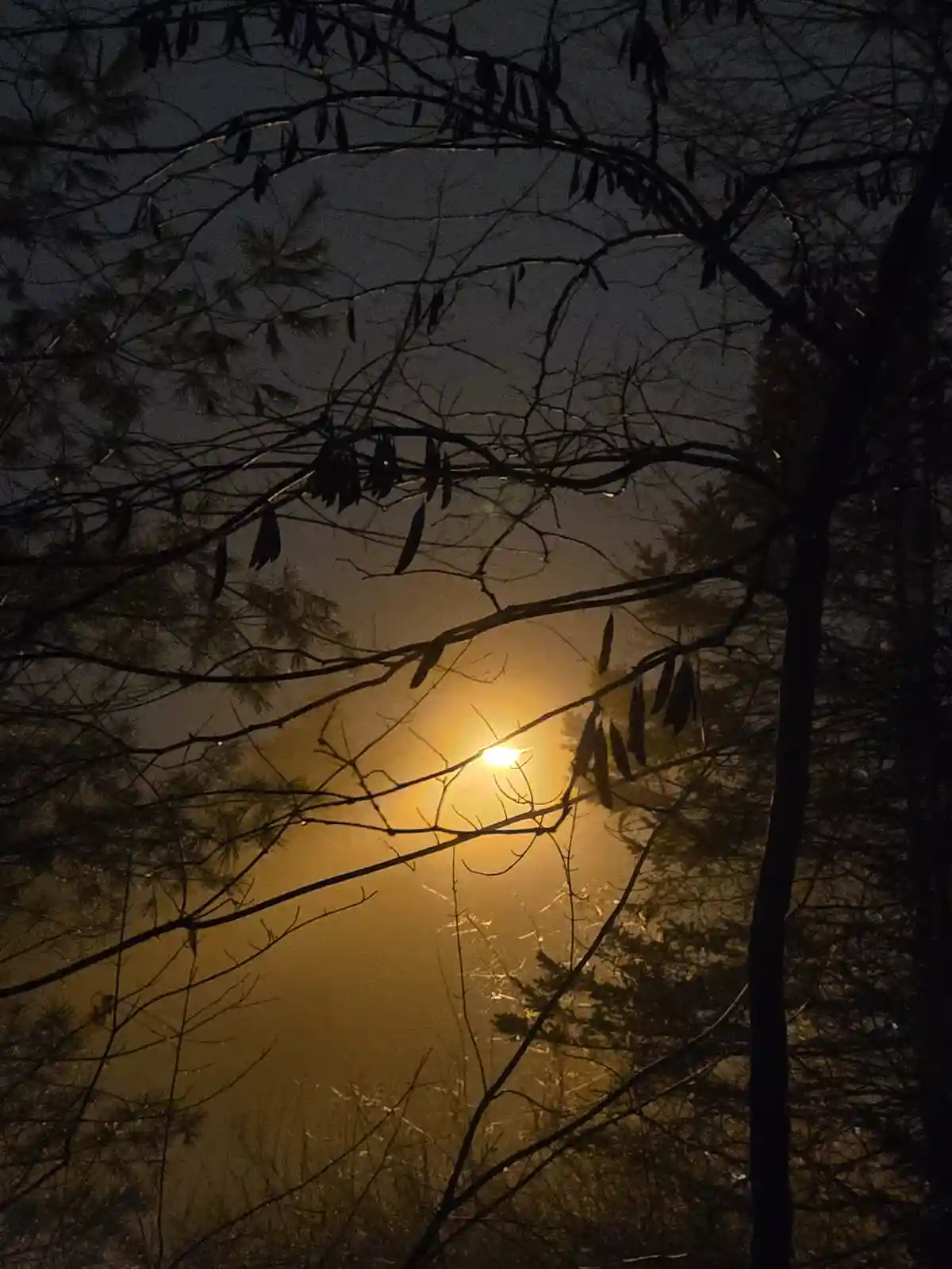 A nighttime photo shows a bright, hazy moon viewed through the dark, bare branches of trees, with some pine needles visible…