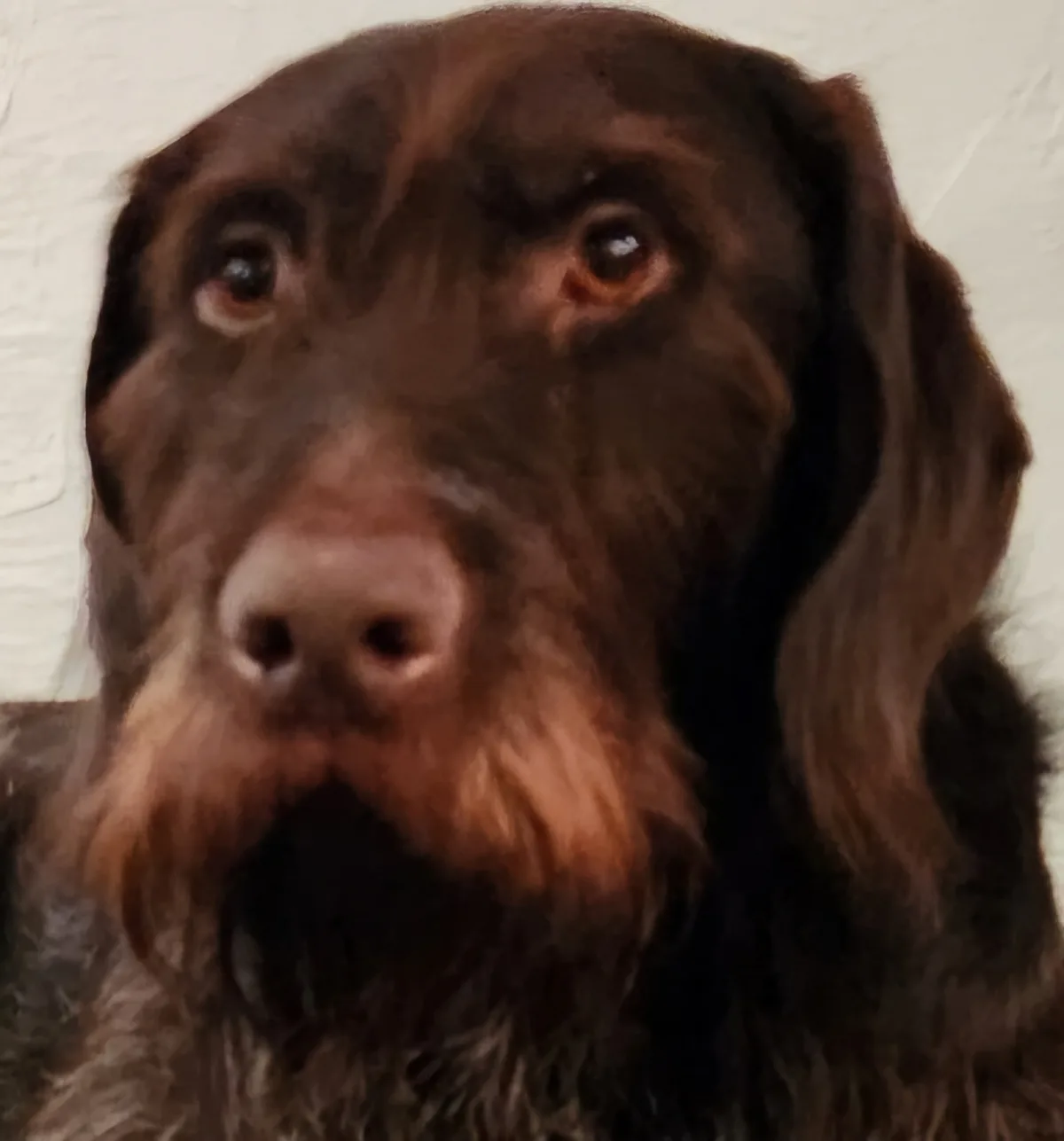 A close-up photo of a brown dog with long, floppy ears and a prominent beard-like fur around its muzzle, looking directly at…