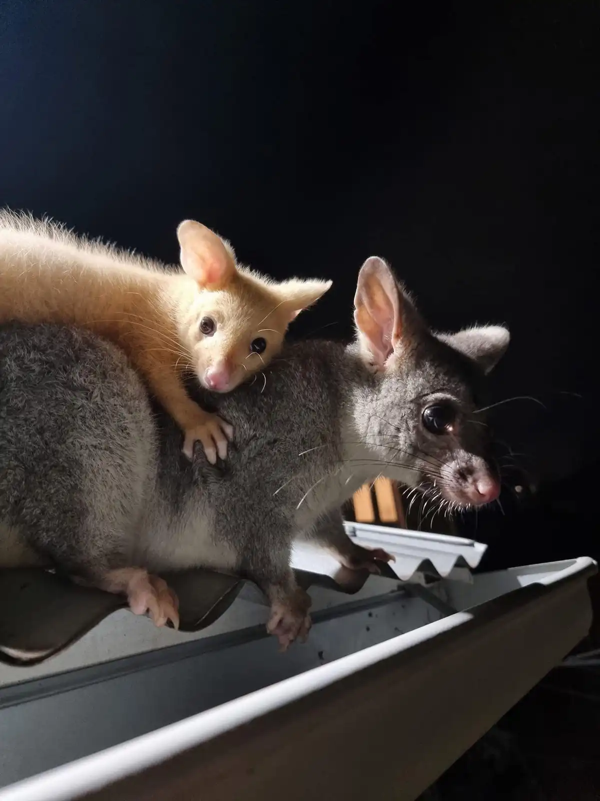 A small, light-colored baby possum clings to the back of a larger, gray adult possum perched on a corrugated metal roof at…