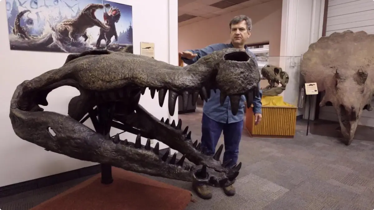 Behold the skull of a Deinosuchus, one of the largest crocodilians to roam the Earth