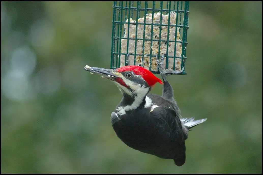 A Collection of My Favorite Bird Photos Through the Years