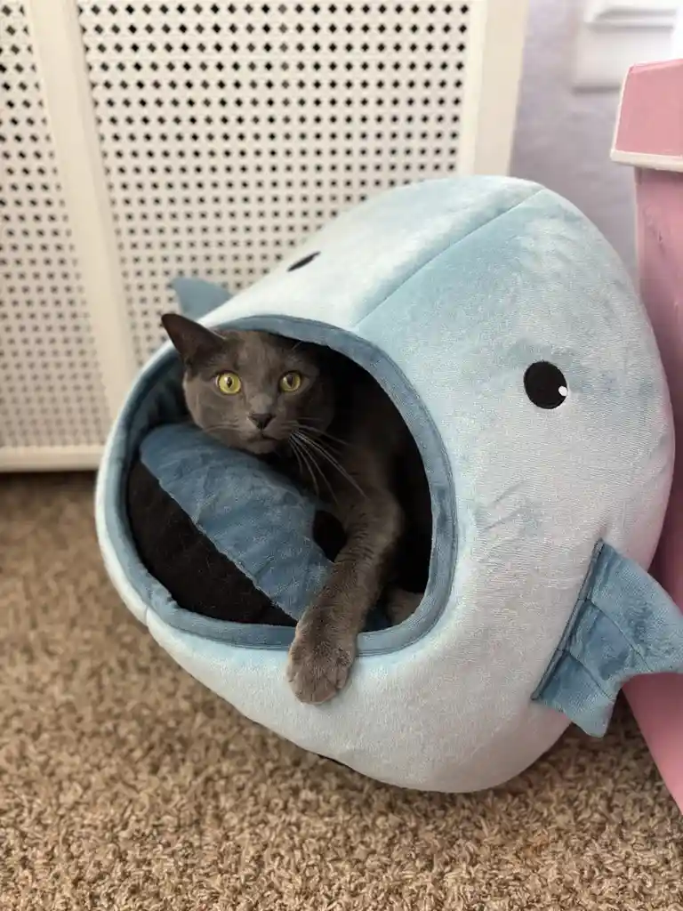 A gray cat with bright yellow eyes peers out from inside a light blue plush shark-shaped pet bed, one paw resting on the…