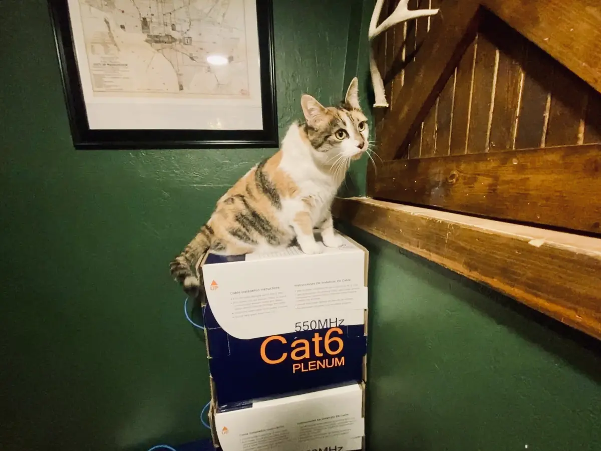 Meet Cat6, the new addition to the family