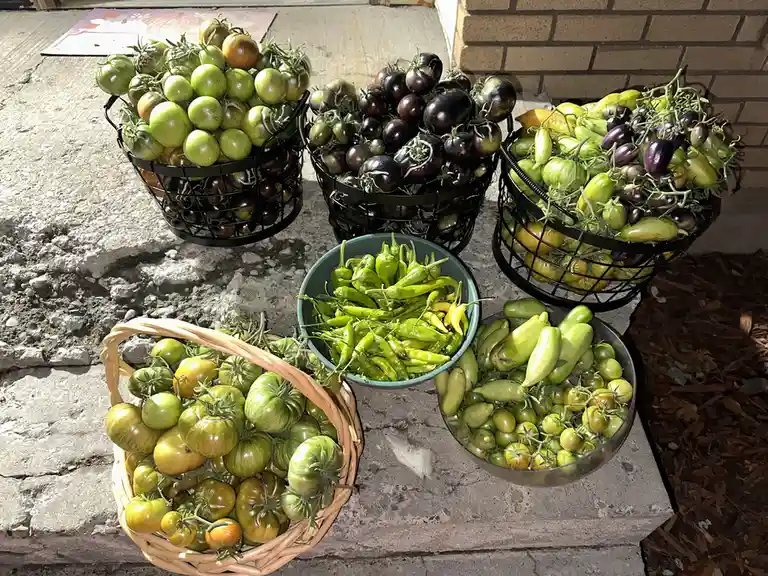 Several baskets and bowls filled with various unripe vegetables, including green and purple tomatoes, eggplants, and green…