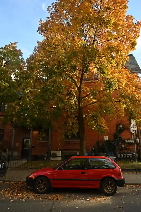 A red Honda Civic hatchback is parked on a street in front of a brick house with a large maple tree displaying vibrant…