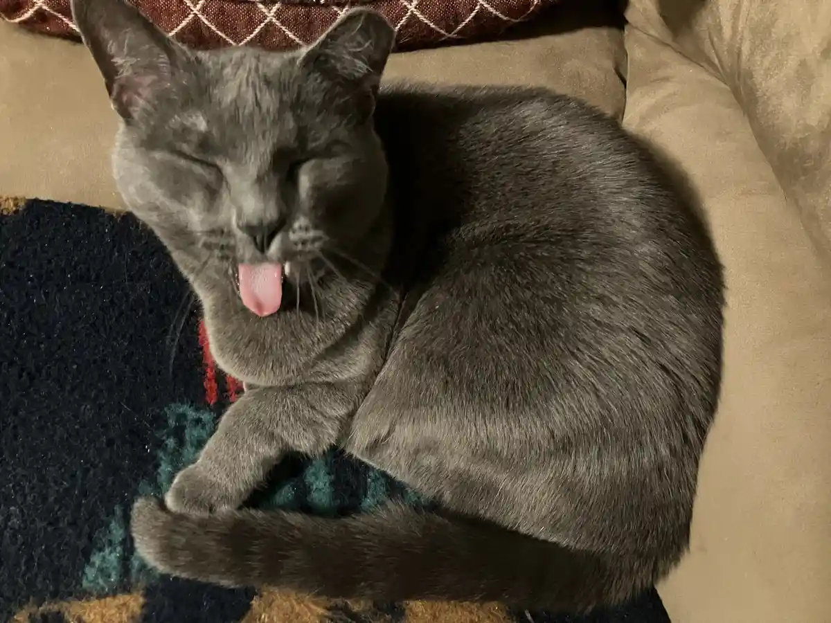 A gray cat is curled up on a patterned blanket and couch, eyes closed, licking its nose with its pink tongue. The overlaid…