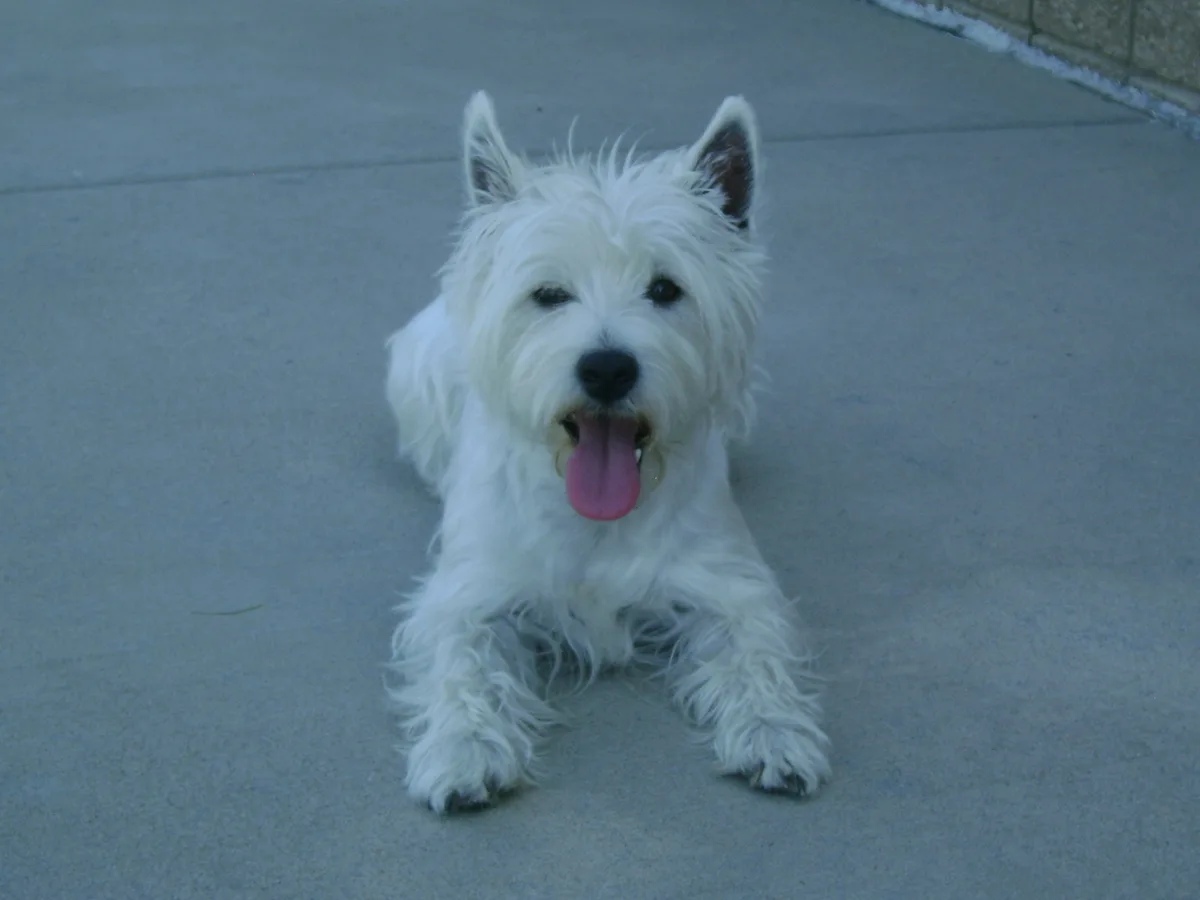A fluffy white West Highland White Terrier is lying on a gray concrete sidewalk, looking directly at the camera with its…