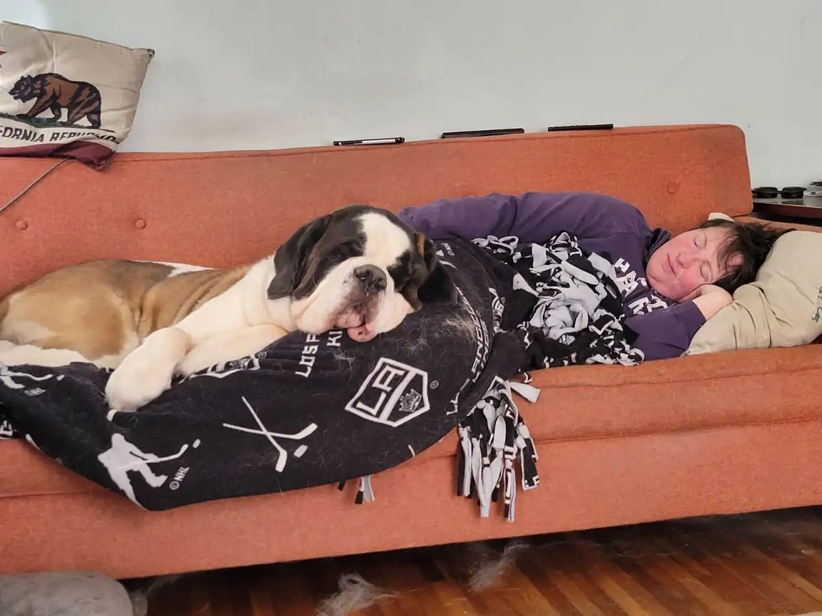 A large Saint Bernard dog and a person are sleeping side-by-side on an orange couch, both appearing deeply asleep. The dog…