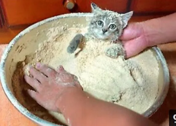 A small, fluffy kitten with wide eyes is partially buried in a large metal bowl filled with light-colored sand or flour…