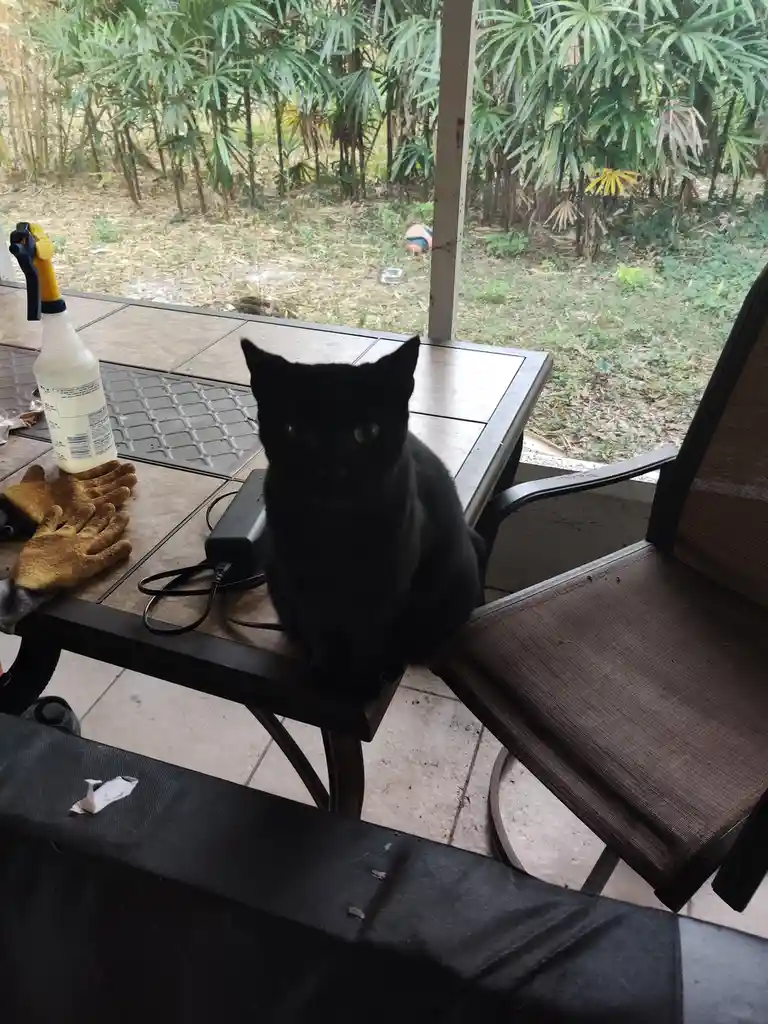 A black cat sits calmly on a tiled outdoor table next to a power adapter and a spray bottle, with gardening gloves nearby…