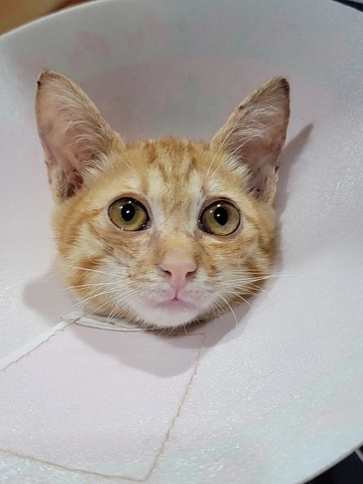 A close-up photo shows an orange tabby cat with wide, startled eyes looking directly at the camera, its head peeking out…