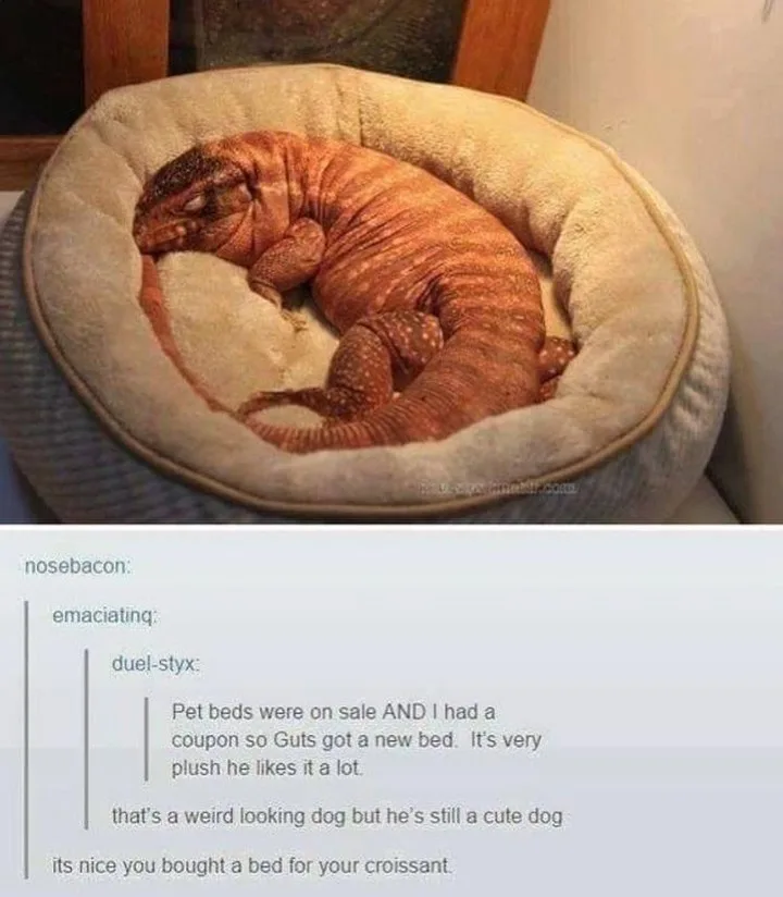 A large, orange, scaly lizard, resembling a bearded dragon or similar reptile, is curled up sleeping in a plush, beige…