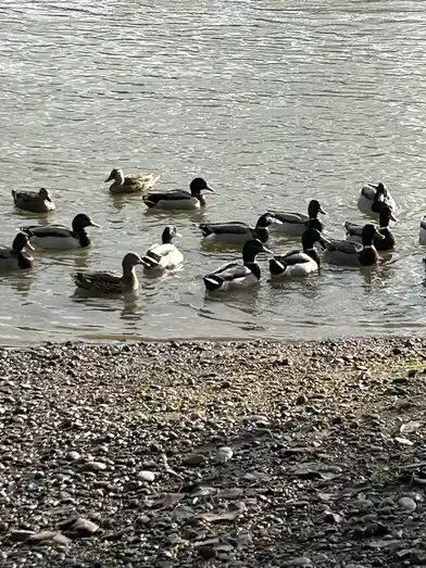 The Classic Game of Duck Duck Acorn