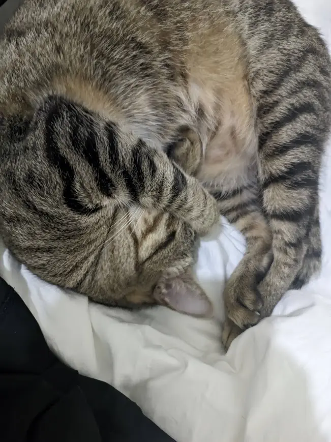 a tabby cat curled up tightly on a white blanket, using its front paw to cover its face, as if sleeping or hiding. The…