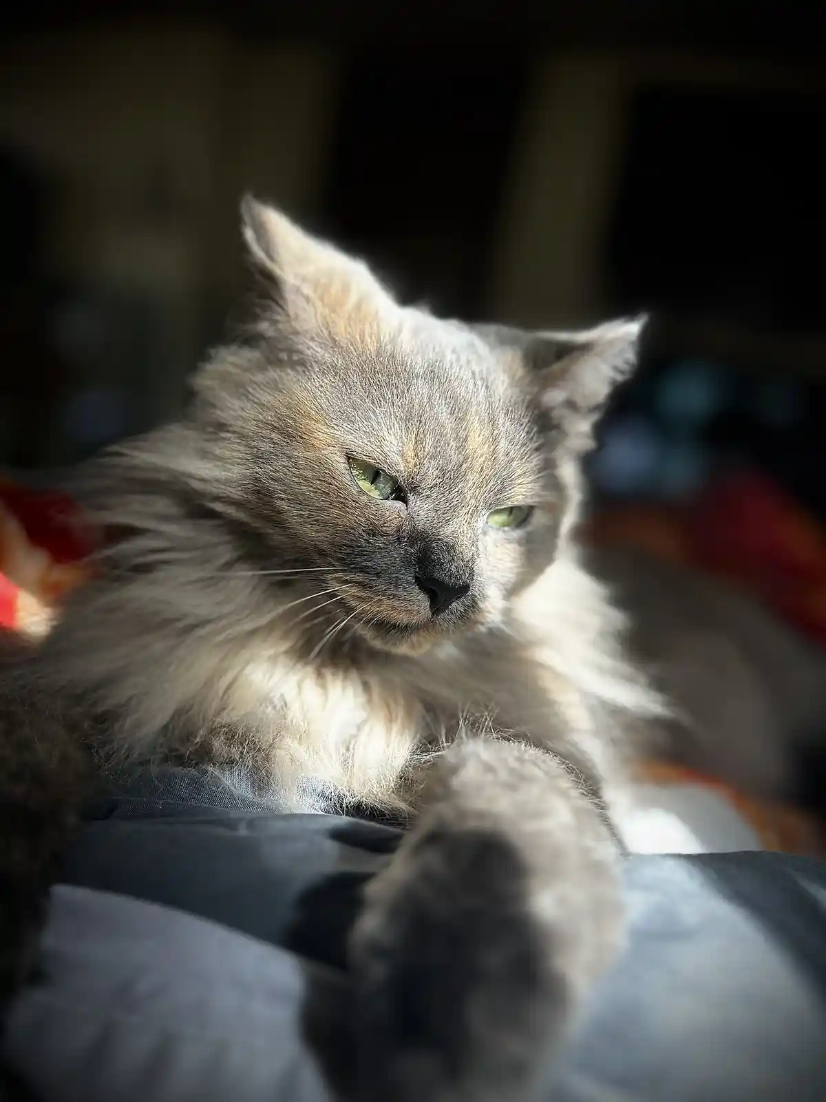 A long-haired, fluffy gray cat with green eyes is lounging on a person's lap, looking directly at the camera with a bored…
