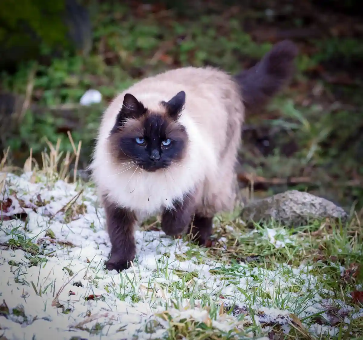 A fluffy, long-haired cat with dark points and blue eyes walks confidently through a patch of grass lightly dusted with…