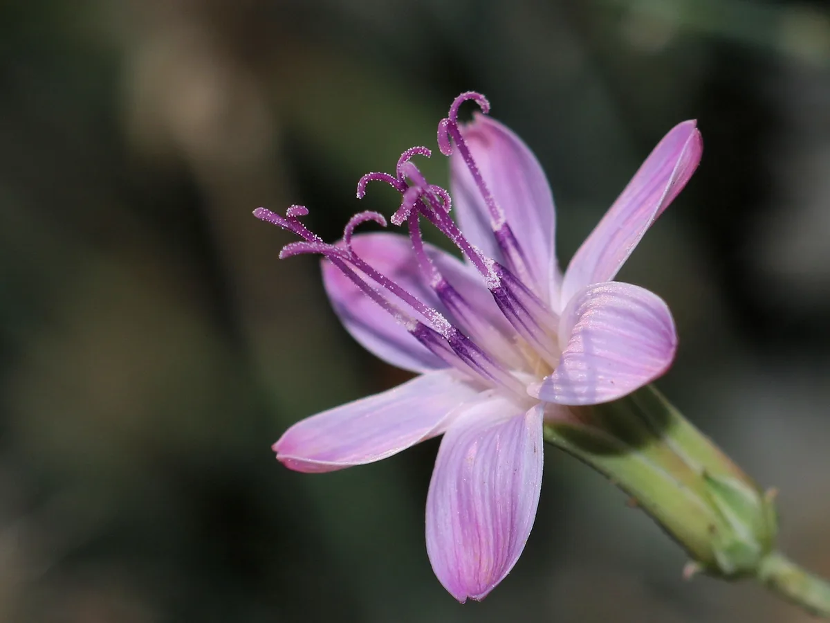 A close-up photograph of a delicate, light purple flower with slender petals and prominent, curling purple stamens dusted…