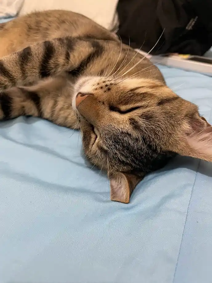 Another Day, Another Cat