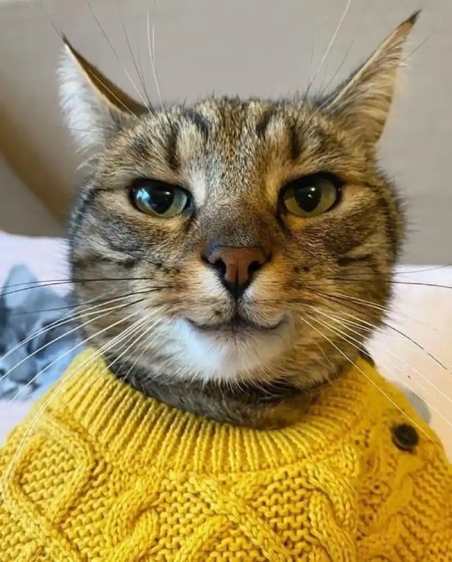 A close-up of a tabby cat wearing a yellow knitted sweater, looking directly at the camera with a smug, unimpressed…