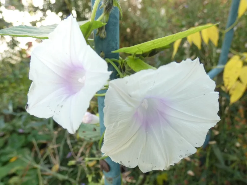 Autumn vibes in the garden: A glimpse into 2024