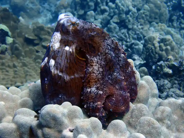 An octopus with brown and white mottled skin is perched on a textured coral reef underwater, its large eye visible and one…