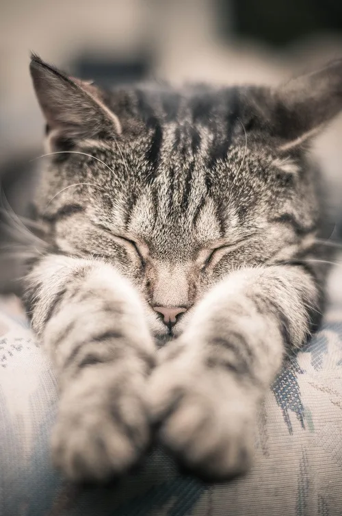 a close-up photo of a tabby cat sleeping peacefully with its paws covering its face, resting on a patterned fabric surface…