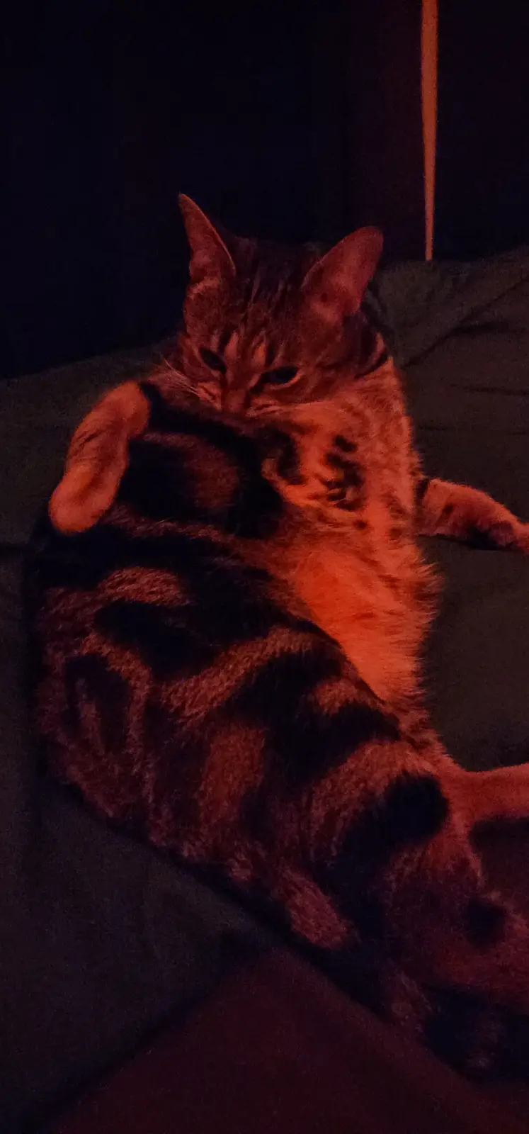 A tabby cat is curled up in a ball on a dark couch under dim red lighting, appearing very relaxed and sleepy. The overlaid…