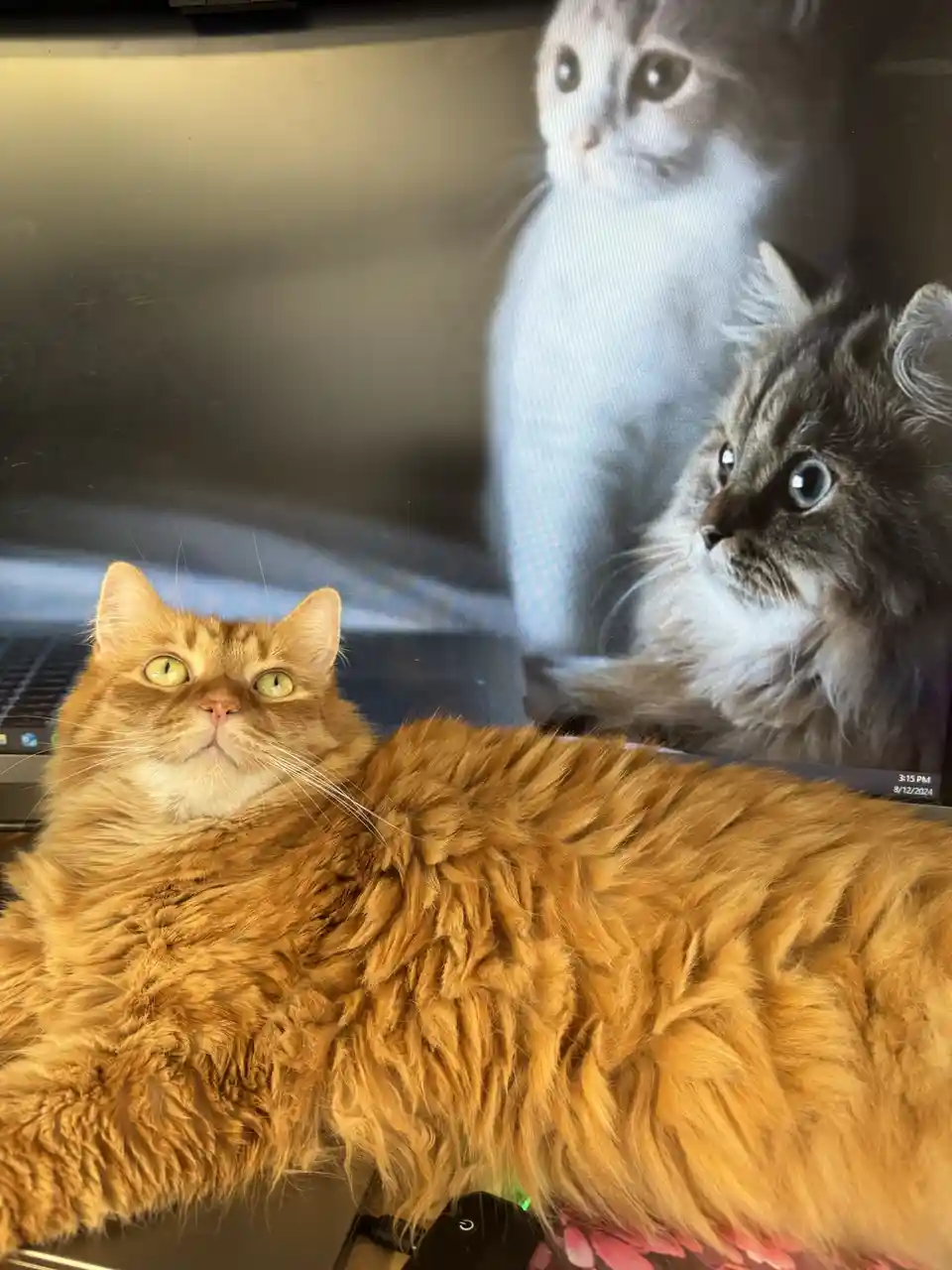 A fluffy orange cat lounges on a laptop keyboard, looking upward with wide green eyes. Behind it, the laptop screen displays…