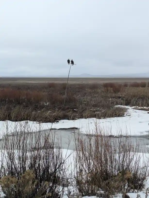 Two bald eagles are perched side-by-side on the very top of a tall, thin pole in a vast, snowy, and barren landscape with…