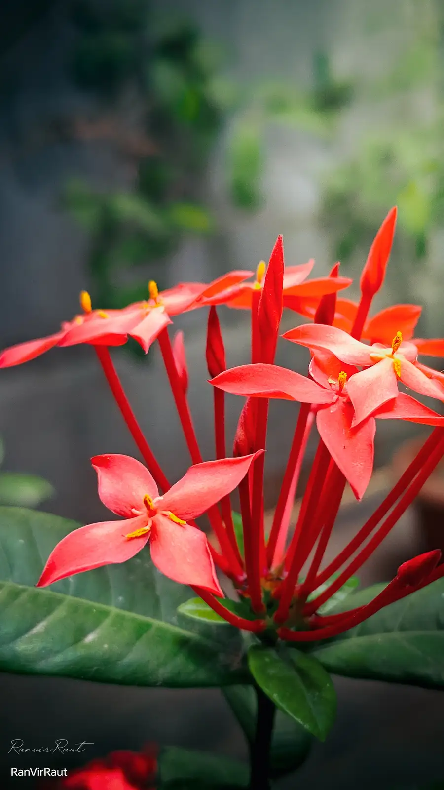 A close-up photograph of vibrant red flowers with long, thin red stems and yellow centers, set against blurred green…