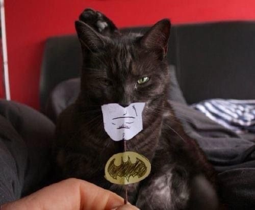 A black cat with one eye closed sits on a couch, a hand holding a stick with a paper Batman mask and bat symbol attached to…