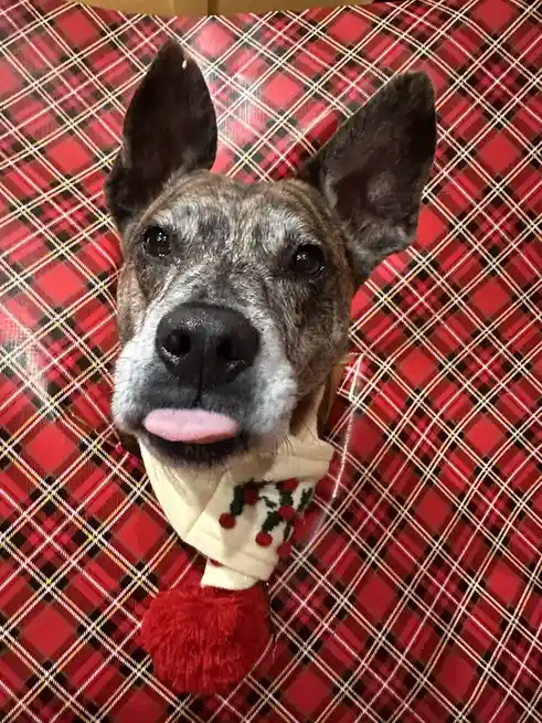 A close-up photo of a brindle-coated dog with a white muzzle and pink tongue sticking out, wearing a cream-colored sweater…